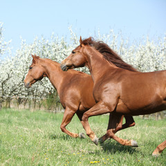 Two quarter horses running together in spring