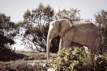 Elephant