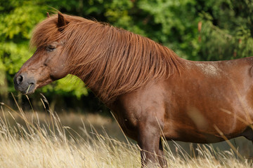 Pferd kitzelt Mädchen