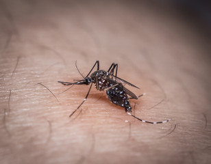 black culex mosquito