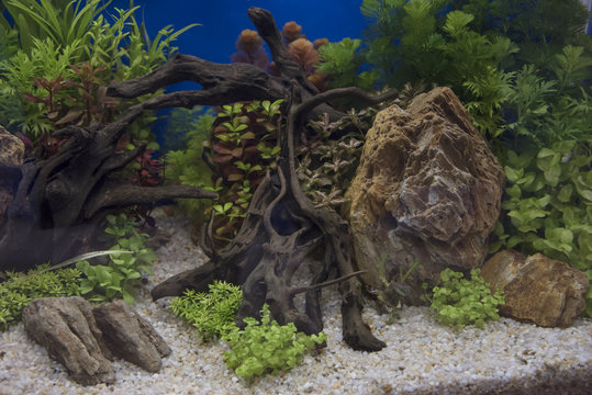 Planted Freshwater Aquarium