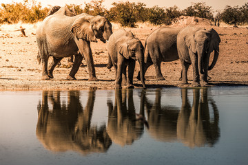 Wild elephants drinking at the waterhole in Etosha NP, Namibia, Africa