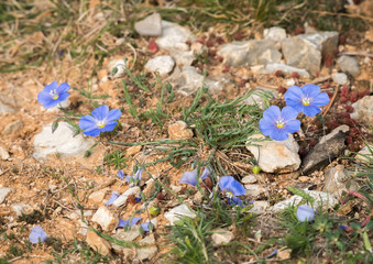 Small blue flax growing on the ground of meditteranean scrubland