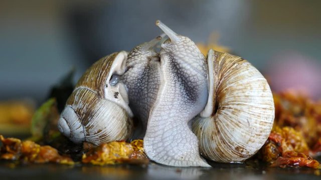 2 Schnecken sich paarend Nahaufnahme 
