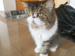 Persian cat front shape