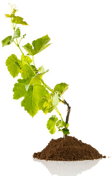 bouture de vigne, fond blanc