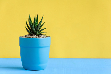 Cactus on the desk with yellow wall background