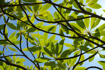 art of leaf background and sky