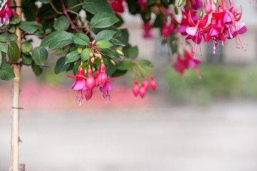 Beautiful background with tall pink fuchsia plant growing in the urban background.