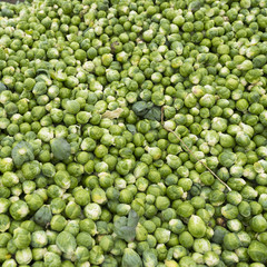 heap of freshly harvested brussel sprouts fresh from the land