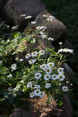 Kamille, Camomile, in einem Geminschaftsgarten, Mannheim, Sommer 17