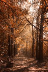 Wald Weg mit Bank im Herbst und Sonnenschein