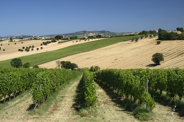 Summer landscape in Marches (Italy) near Montefano