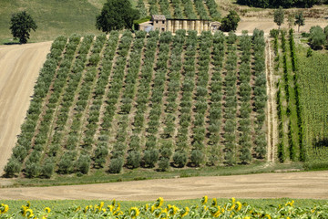 Summer landscape in Marches (Italy) near Montecassiano