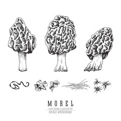 Morel mushrooms vector sketch collection. Edible mushroom isolated engraving on white background.