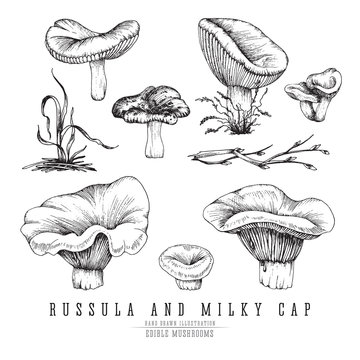 Milky cap and russula mushrooms vector sketch collection. Edible mushroom isolated, single and groups, engraving on white background.