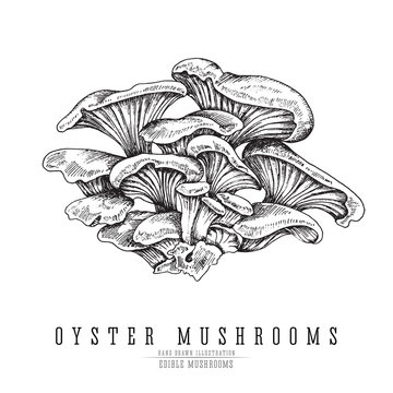 Oyster mushrooms vector sketch collection. Edible mushroom isolated engraving on white background.
