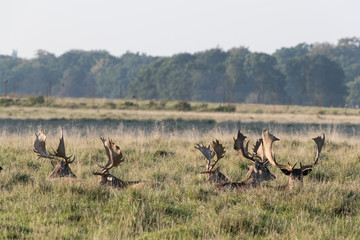 Fallow deer