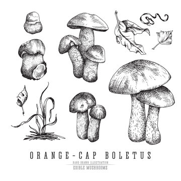 Forest mushrooms orange-cap boletus with leaves and plants, seasonal vector sketch collection.