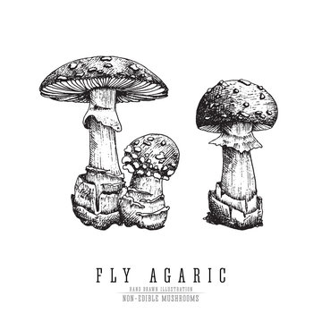 Fly agaric, non-edible poisonous forest mushrooms sketch vector illustration isolated.