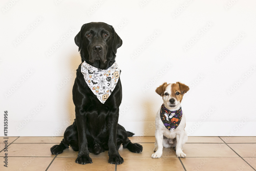 Wall mural two beautiful dogs wearing halloween bandanas. beautiful black labrador and cute small little dog ov