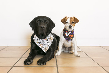 two beautiful dogs wearing halloween bandanas. Beautiful Black labrador and cute small little dog over white background