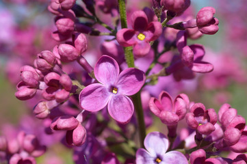 Fototapeta na wymiar Purple lilac flower