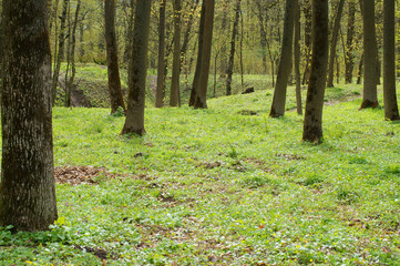 forest in early spring