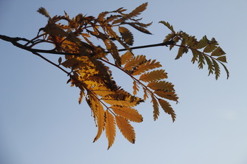 Otoño