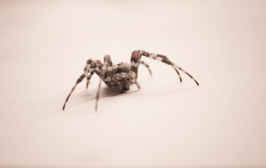 Spider Crusader on a light background. one spider, close up..