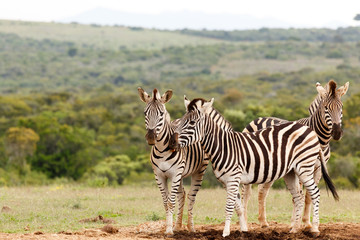 Zebras standing and rubbing each other