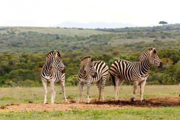 Fototapeta na wymiar Zebras standing and looking in the same direction