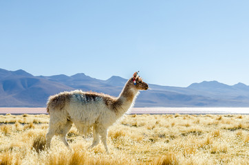 Lama français, Sud Lipez, Bolivie © greg