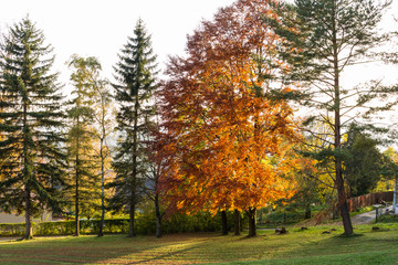Naklejka premium Forest spring nature landscape in sunny spring weather. Sunset in forest.