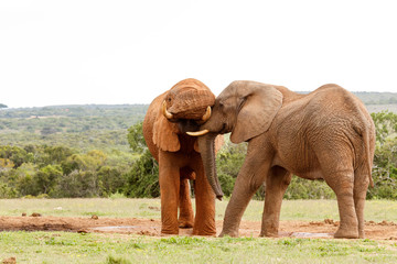 Fototapeta na wymiar Elephant using his tusk to lift up the others head