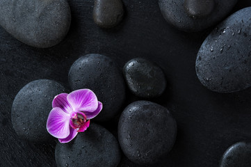 Orchid on black spa stones