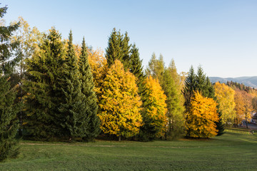 Summer landscape of young green forest