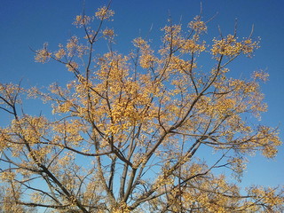 Tree branches in a blue sky day
