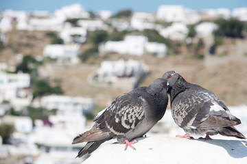 Two lovely pigeons kissing on a white stone