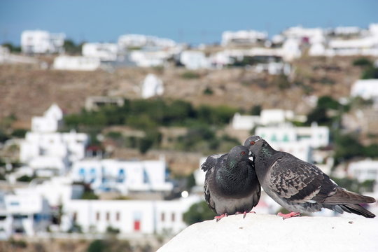 Two lovely pigeons kissing on a white stone