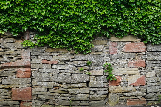 Weathered stone wall with ivy growing on top