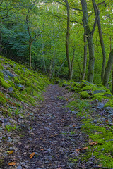 Wanderweg am Rheinsteig von dichtem Wald und von Moos überwachsenen Steinen umgeben 