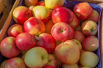 Fototapeta na wymiar Fruit in autumn. Freshly picked apples on the market.
