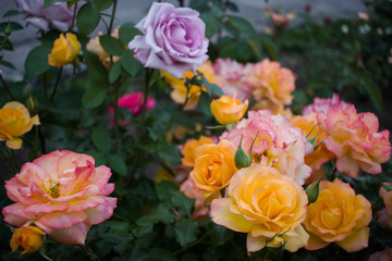 Beautiful blossoming multicolored roses