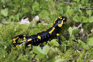 fire Salamander