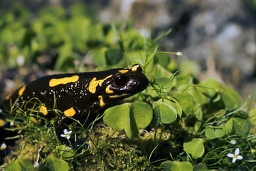 fire Salamander