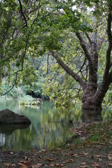 green morning forest