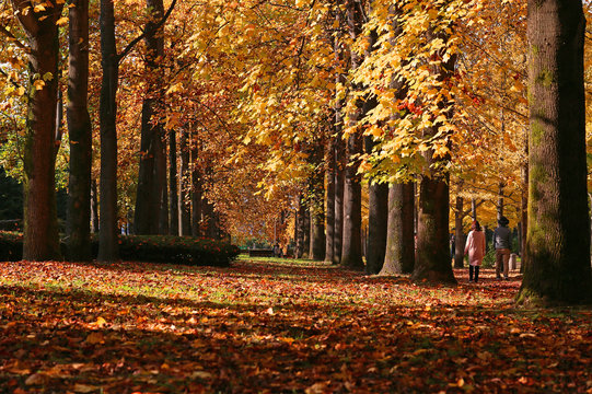 秋のユリノキの並木道
