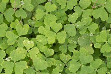 Carpet of clover with tiny dewdrops