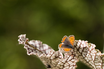 close up carnivorous plant on natural background